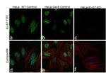 Ki-67 Antibody in Immunocytochemistry (ICC/IF)