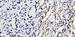 beta Actin Loading Control Antibody in Immunohistochemistry (Paraffin) (IHC (P))