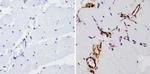 beta Actin Loading Control Antibody in Immunohistochemistry (Paraffin) (IHC (P))