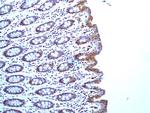 Caspase 1 Antibody in Immunohistochemistry (Paraffin) (IHC (P))