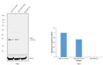 AIM2 Antibody in Western Blot (WB)