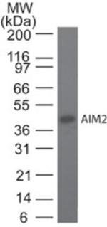 AIM2 Antibody in Western Blot (WB)