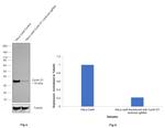 Cyclin D1 Antibody