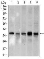 PCNA Antibody in Western Blot (WB)