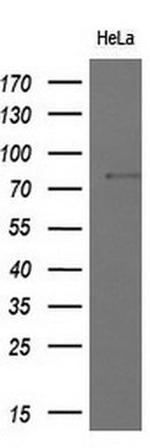 MX1 Antibody in Western Blot (WB)