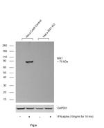 MX1 Antibody in Western Blot (WB)