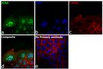 PCNA Antibody in Immunocytochemistry (ICC/IF)