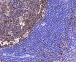 PCNA Antibody in Immunohistochemistry (Paraffin) (IHC (P))