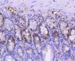 PCNA Antibody in Immunohistochemistry (Paraffin) (IHC (P))