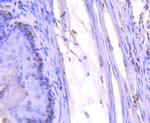 PCNA Antibody in Immunohistochemistry (Paraffin) (IHC (P))