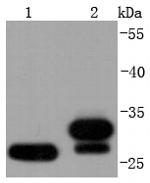 NQO1 Antibody in Western Blot (WB)