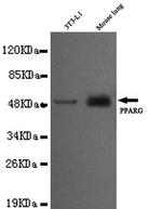 PPAR gamma Antibody in Western Blot (WB)