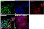 BRD2 Antibody in Immunocytochemistry (ICC/IF)