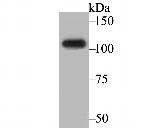 BRD2 Antibody in Western Blot (WB)