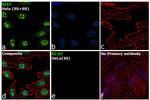 Ki-67 Antibody in Immunocytochemistry (ICC/IF)