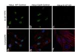 Ki-67 Antibody in Immunocytochemistry (ICC/IF)