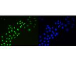 Ki-67 Antibody in Immunocytochemistry (ICC/IF)