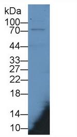 MX1 Antibody in Western Blot (WB)