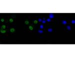 Cyclin D1 Antibody in Immunocytochemistry (ICC/IF)