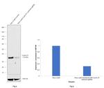 Cyclin D1 Antibody