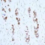 PCNA Antibody in Immunohistochemistry (Paraffin) (IHC (P))