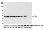 PCNA Antibody in Western Blot (WB)