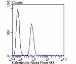 Calreticulin Antibody in Flow Cytometry (Flow)