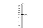 PCNA Antibody in Western Blot (WB)