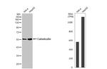 Calreticulin Antibody in Western Blot (WB)