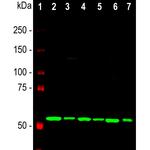 Calreticulin Antibody in Western Blot (WB)