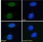 PCNA Antibody in Immunocytochemistry (ICC/IF)