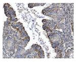 GSDMD Antibody in Immunohistochemistry (Paraffin) (IHC (P))