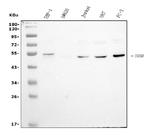 GSDMD Antibody in Western Blot (WB)