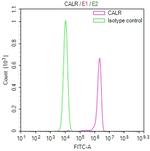 Calreticulin Antibody in Flow Cytometry (Flow)