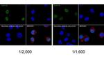 Cyclin D1 Antibody in Immunocytochemistry (ICC/IF)