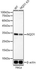 NQO1 Antibody in Western Blot (WB)