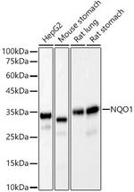 NQO1 Antibody in Western Blot (WB)