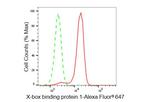 XBP1 Antibody in Flow Cytometry (Flow)