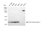 XBP1 Antibody in Western Blot (WB)