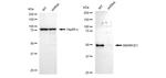 BAF57 Antibody