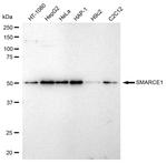 BAF57 Antibody in Western Blot (WB)