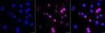 Cyclin D1 Antibody in Immunocytochemistry (ICC/IF)