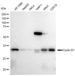 Cyclin D1 Antibody in Western Blot (WB)