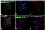 Estrogen Receptor alpha Antibody in Immunocytochemistry (ICC/IF)