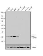 NQO1 Antibody in Western Blot (WB)