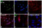 Ki-67 Antibody in Immunocytochemistry (ICC/IF)