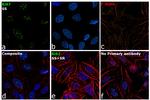 Ki-67 Antibody in Immunocytochemistry (ICC/IF)