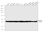 beta Actin Loading Control Antibody in Western Blot (WB)