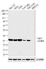 NQO1 Antibody in Western Blot (WB)