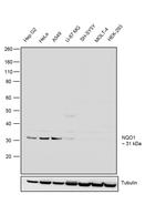 NQO1 Antibody